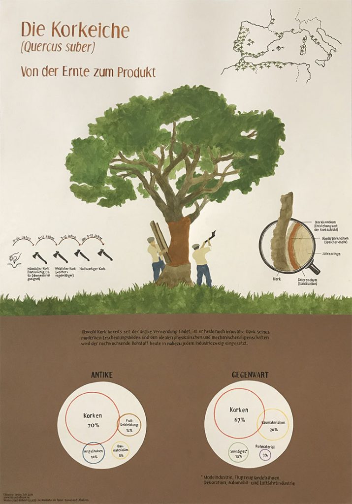 Zu sehen ist eine Infografik zur Korkeiche, lateinisch Quercus suber.
Neben der Ernte des nachwachsenden Rohstoffs Kork werden die Verwendungszwecke des Materials in der Antike und der Gegenwart verglichen. 