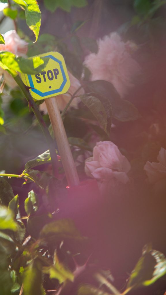 Stoppschild in Rosenbusch zwischen Blüten und Dornen
