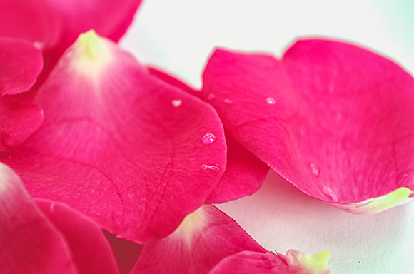 Nahaufnahme von pinken Rosenblüten, mit einzelnen Wassertropfen auf den Blättern.