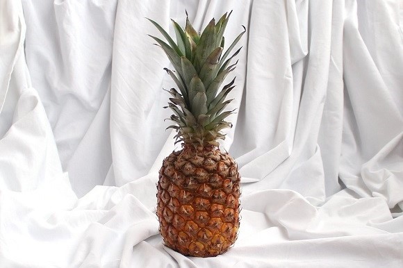 Eine reife Ananas vor einem Hintergrund aus weißen, gerafften Stoff ist zu sehen. Die Blätter des Strunks sind genauso groß wie die Frucht selbst.
