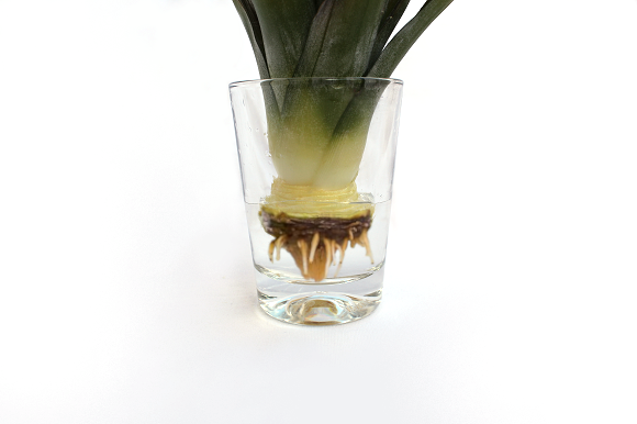 Der Ananasstrunk im Wasserglas hat dort wo er unter Wasser stand eine dunkle, bräunliche Färbung bekommen und mehrere 1 bis 2 cm lange Wurzelnsprießen daraus hervor