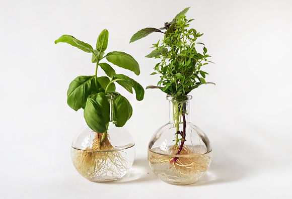 Zwei runde Vasen mit bewurzelten Basilikumablegern