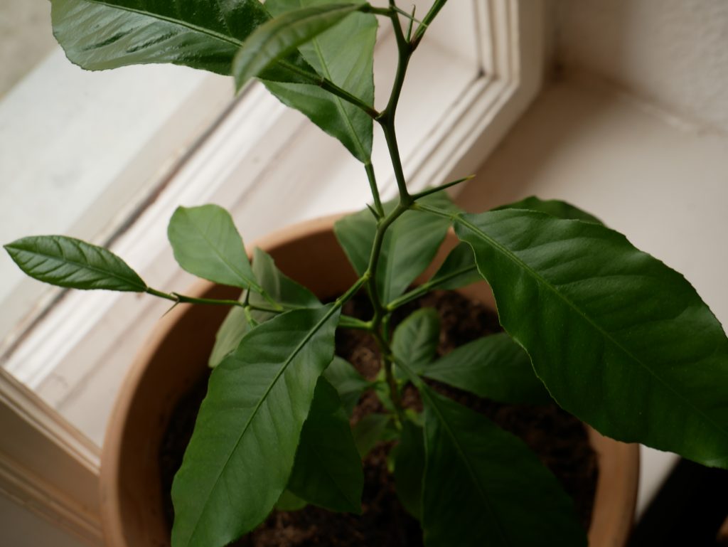 Pflanze von oben mit sattgrünen Blätter und Stacheln auf der Fensterbank