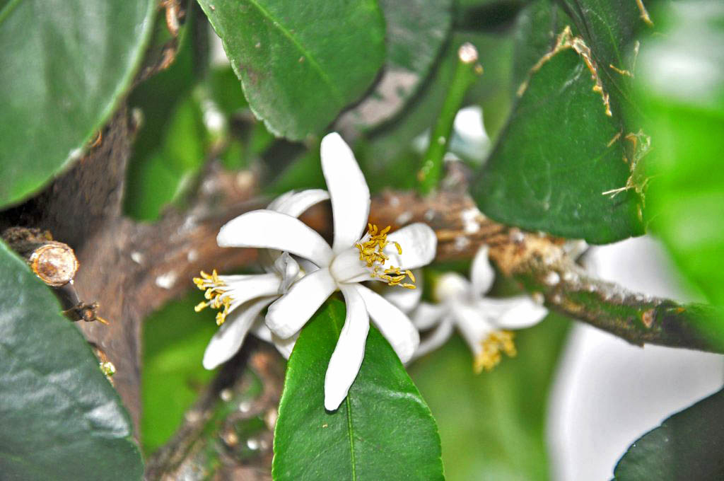 Zu sehen ist eine offene weiße Blüte im Blatt- und Wurzelwerk, die satt duftet (Woche 5)