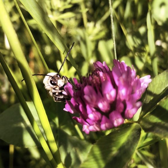 Eine Langhornbiene auf einer Wiesenkleeblüte