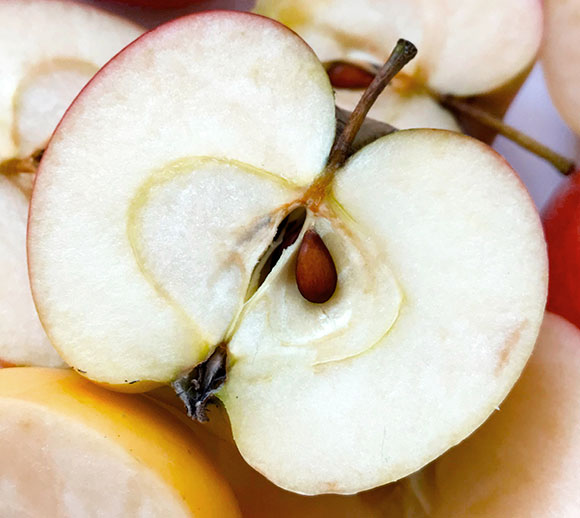 Ein angeschnittener Streuobstwiesenapfel weist ein weißes bis leicht gelbliches Fruchtfleisch auf. Ebenso gut sichtbar sind die anderen Bestandteile des Apfels. 