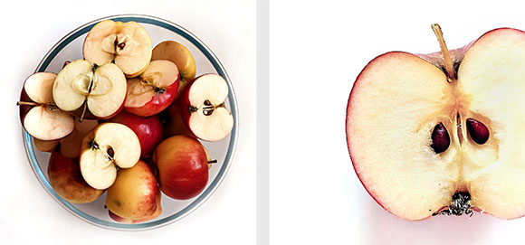 Äpfel, vor allem der Alten Sorten, weisen einen hohen Polyphenolgehalt auf und erbraunen nach wenigen Minuten nach dem Anschnitt. Dies wird am Fruchtfleisch sichtbar. 