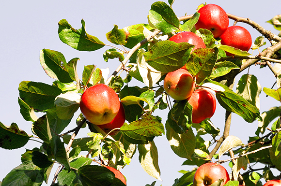 Die Rote Sternrenette ist eine Alte Apfelsorte auf der Streuobstwiese Tiefengruben, welche durch saftiges Furchtfleisch besticht und laut dem BUND Lemgo für AllergikerInnen verträglich ist. 