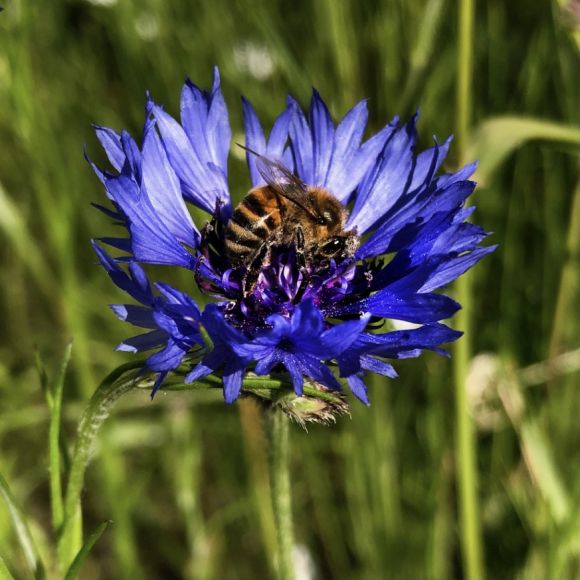 Zentral im Bild eine Seidenbiene auf einer blauen Kornblume