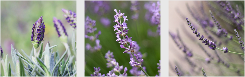 Drei gereihte Bilder von verschiedenen Lavendelarten. Schopf-Lavendel: kurze Pflanze mit dickeren Blättern und dickerer dunkel-violetter Blütenähre.
Lavandin (Hybrid-Lavendel): ein Lavendelmischling, der in dem Bild eine feingliederige hell-violette blühende Blütenähre trägt.
Speik-Lavendel: im Bild wird eine langgezogene violette Blütenähre der Pflanze gezeigt. Die Blütenähre ist sehr kompakt und verläuft schmaler und spitzer zum Ende hin.
