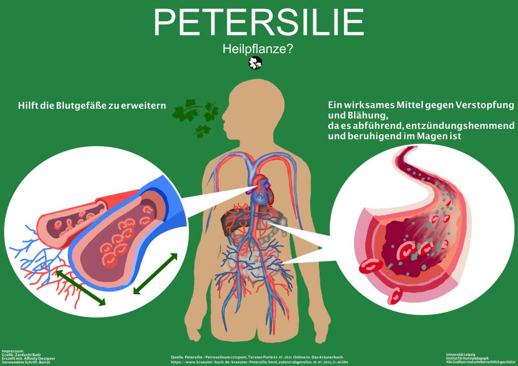 Eine Infografik zur Petersilie, worauf zwei heilende Eigenschaften präsentiert bzw. grafisch darstellt wird. In der Mitte ist ein menschlicher Körper mit sichtbaren Blutgefäße und menschliche Organe anatomisch in einer grafisch-digital gezeichneten Art dargestellt. Davon sind 3 Pfeile nach rechts und links gerichtet, wo es in zwei weißen Kreisen Blutgefäße vergrößert zentriert und die innere Prozesse dargestellt sind, um die Wirkung der Petersilie als pflanzliches Mittel in den Blutgefäßen zu verdeutlichen. 