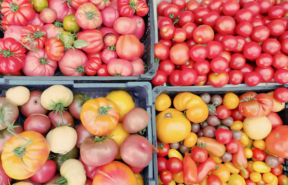 Vier Kisten, welche randvoll mit Tomaten unterschiedlichster Form und Farbe gefüllt sind