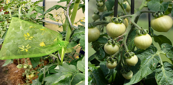 Links: Blüten im Bestäubungsbeutel
Rechts: kleine, grüne noch nicht reife Tomaten