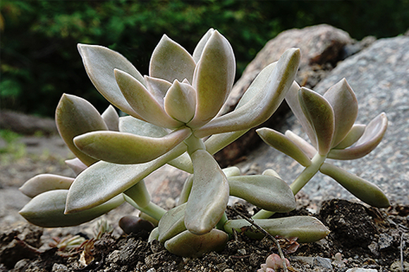 Die Blätter der Graptopetalum paraguayense wachsen auf unterschiedlichen Höhen.