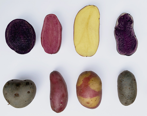 Sowohl die Farbe als auch die Form der Kartoffeln variieren je nach Sorte. Es gibt violette, rosafarbene, gepunktete, ovale, runde, längliche Kartoffeln.