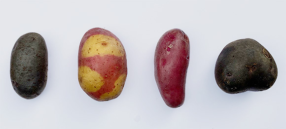 Kartoffeln sehen optisch ganz unterschiedlich aus. Der Blaue Schwede und die Blaue Anneliese sind dunkelblau gefärbt. Aber auch die Form kann verschieden sein, so ist die Rote Emmalie eher länglich oval, während Nemo eher der Vorstellung einer typischen Kartoffel entspricht.