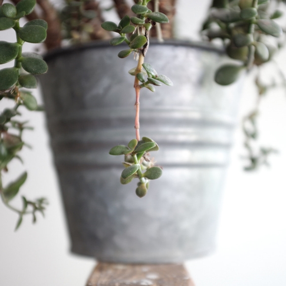 Gelbaum: Crassula Ovata. Von vorne zu sehen. Zimmerpflanze im Blumentopf
