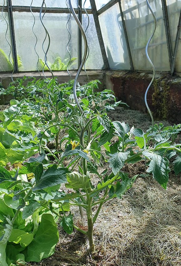 Kleinere Tomatenpflanze mit Kletterstange im sonnigen Gewächshaus