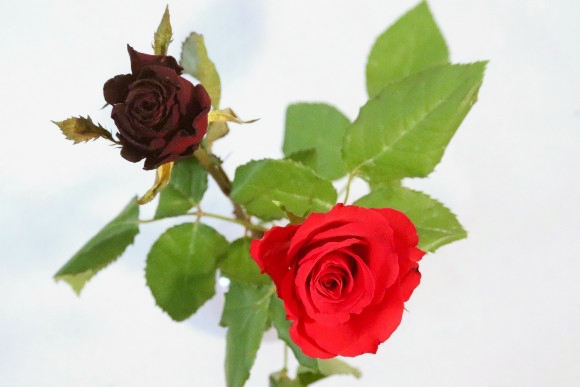 Im Märchen von der Schneekönigin vertrocknet die rote Rose, wenn es Kai schlecht geht, und blüht wunderschön, wenn es ihm besser geht.