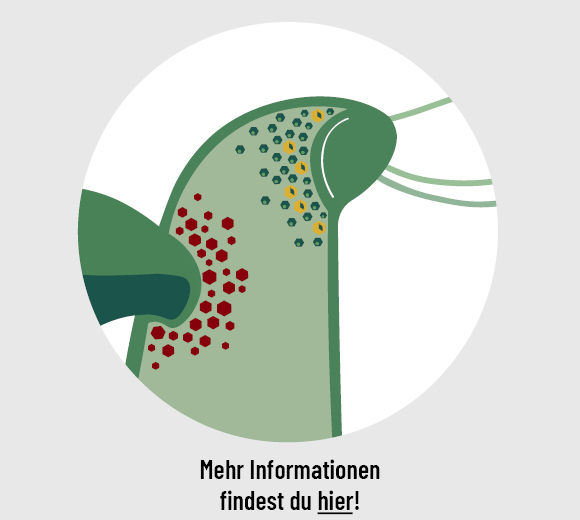 Blick ins Sprossbildungsgewebe mit den verantwortlichen Hormonen. Das Bild enthält den Link zur Infografik.